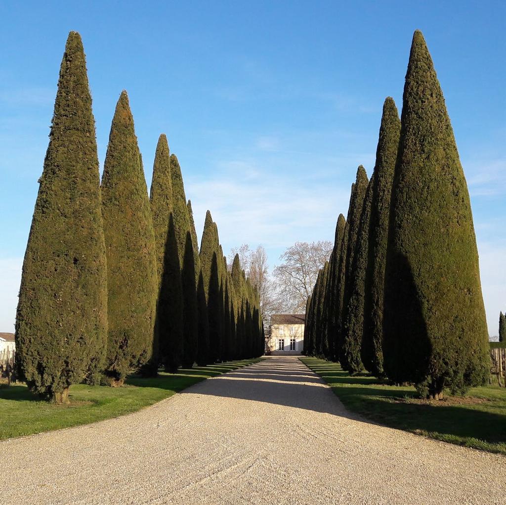 THE VINEYARD We chose Château Trotanoy s row of cypress trees as the image of our 2017 Bordeaux campaign. It is a Pomerol landmark, visible across the plateau.