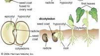 GERMINATION Radicle Roots Hypocotyl Shoot Epicotyl Leaves How Do Seeds Work?