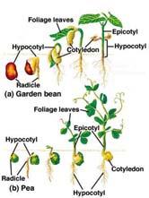 cotyledon (yuccas & palms) 10 Types of Germination GERMINATION Epigeal Cotyledons above