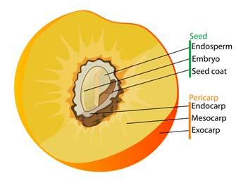 Seed = ripened ovule Fruit = ripened ovary Ovary wall