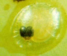 Egg development can be tracked by observing the development of the caterpillar embryo through the translucent egg shell.