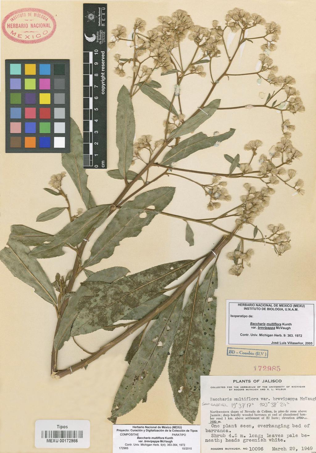 Nesom: New Baccharis species from western Mexico 19 Figure 16.