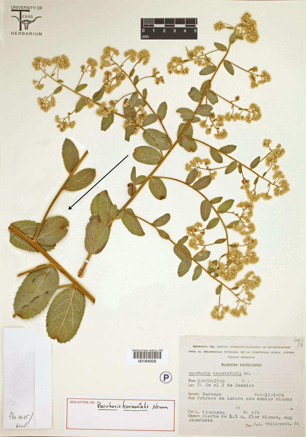 Nesom: New Baccharis species from western Mexico Figure