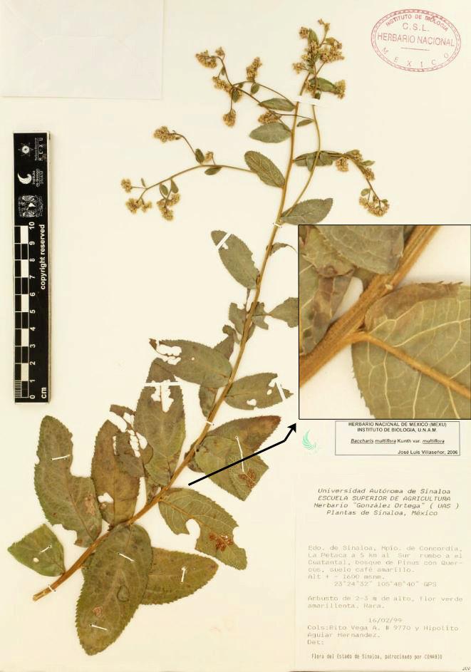 Nesom: New Baccharis species from western Mexico 6 Figure 5.