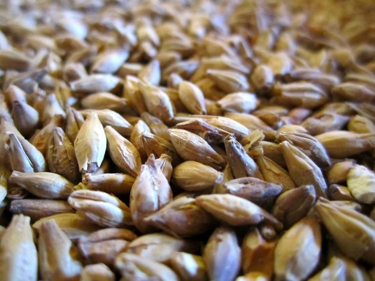 Malt and the Malting Process Malt is germinated cereal grains that have been dried The grains are first soaked in water to make them germinate At the right point, germination is halted by