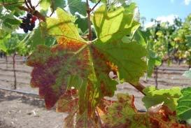 Since the identification of the virus in 2011, several teams of researchers from across North America have been intensely characterizing the disease and effects on grapevines, as well as