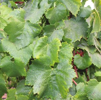 There is no cure for a virus infected vine at this time, and there are no chemicals known to control for GRBaV.