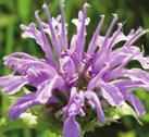 Susan Rudbeckia hirta Sassafras Sassafras albidum Pale Purple Coneflower Echinacea pallida Heath Aster Aster