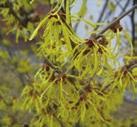 Ninebark Physocarpus opulifolius Sugar Maple Acer saccharum Red Maple Acer rubrum White Oak Quercus
