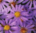DRY CONDITIONS SUNNY WILDFLOWERS SMOOTH ASTER Aster laevis Smooth Aster is found in dry sites, including open fields and open woods. It should be planted in full sun where there is good drainage.