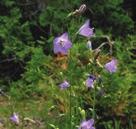 DRY CONDITIONS SUNNY WILDFLOWERS HAREBELL Campanula rotundifolia Harebells are found in open woodlands, dry tallgrass prairies, dunes and open rocky sites.