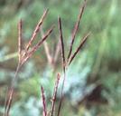 DRY CONDITIONS SUNNY GRASSES BIG BLUESTEM Andropogon gerardii Big Bluestem is found in deep, fertile soils of prairies and open woods that dry out in summer.