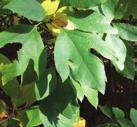 Red Oak leaves are simple and alternate with 7 9 lobes and shallow to moderately deep bristle tipped sinuses.