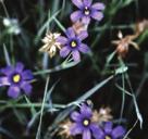 MOIST TO WET CONDITIONS SUNNY WILDFLOWERS BLUE-EYED GRASS Sisyrinchium montanum Blue-eyed Grass is usually found in moist prairies and wet meadows.