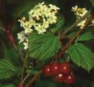 It is sensitive to salt therefore should not be planted on roadsides. Red Osier Dogwood is a medium-sized, fast growing shrub reaching 2 4 m tall. This shrub has bright red to purple twigs and bark.