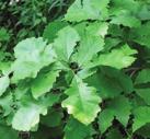 MOIST TO WET CONDITIONS SUNNY TREES SWAMP WHITE OAK Quercus bicolour Swamp White Oak is usually found in lowland wet areas with poor drainage.