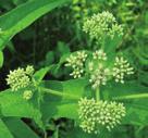 MOIST TO WET CONDITIONS PART-SHADE WILDFLOWERS BONESET Eupatorium perfoliatum Boneset is found in swamps, wet meadows and moist thickets.