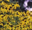 Also called Tall Coneflower, the Green-headed Coneflower is similar to Black-eyed Susan but is distinguished from it by its hairless stems as well as growing much taller; sometimes reaching 3 m.