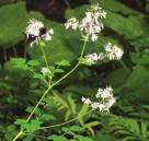 MOIST TO WET CONDITIONS PART-SHADE WILDFLOWERS TALL MEADOW RUE Thalictrum pubescens Tall Meadow Rue is found in moist meadows, open woods and along streambanks.