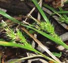 MOIST TO WET CONDITIONS PART-SHADE GRASSES & SEDGES HOP SEDGE Carex lupulina Hop Sedge is found in swamps and in wet woods.