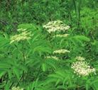 MOIST TO WET CONDITIONS PART-SHADE SHRUBS SILKY DOGWOOD Cornus amomum/oblique Silky Dogwood is found in bogs, springs, meadows, forests, dunes and old fields.