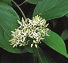 It should also be noted that this species is sensitive to salt. Silky Dogwood is a medium-sized, fast-growing shrub with multiple stems, reaching up to 4 m tall.