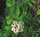 MOIST TO WET CONDITIONS PART-SHADE SHRUBS NANNYBERRY Viburnum lentago Nannyberry is found along banks of streams, lakeshores and sheltered coves, wooded slopes, margins of woods, fencerows and open