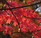 MOIST TO WET CONDITIONS PART-SHADE TREES RED MAPLE Acer rubrum Red Maple grows on a variety of soil types including sandy loams and clay.
