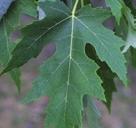 Like most maple trees, Red Maple can grow to be very tall, reaching 22 30 m and spreading out to 3/4 its mature height.