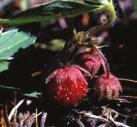 NORMAL OR MOIST CONDITIONS SUNNY WILDFLOWERS WILD STRAWBERRY Fragaria virginiana Wild Strawberry is found in fields and meadows.