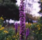 NORMAL OR MOIST CONDITIONS SUNNY WILDFLOWERS DENSE BLAZING STAR Liatris spicata Dense Blazing Star is found in rich moist soils. It should be planted in full sun with moderate to good drainage.
