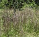 NORMAL OR MOIST CONDITIONS SUNNY GRASSES LITTLE BLUESTEM Schizachyrium scoparium Little Bluestem is found in low prairies, near creeks and lakes or on moist alkaline or saline soils.
