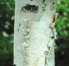 NORMAL OR MOIST CONDITIONS SUNNY TREES WHITE BIRCH Betula papyrifera White Birch prefers open areas as it is very intolerant of shade. It grows best on sites with moderate moisture and good drainage.