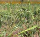It is one of the few native grasses classed as coolseason, meaning its main growth occurs in spring (rather than summer). This adds to its value as a quality forage grass.