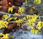 NORMAL OR MOIST CONDITIONS PART-SHADE SHRUBS WITCH-HAZEL Hamamelis virginiana Witch-hazel is found mostly in moist woods, ravine slopes and bottom lands, but is sometimes found in drier sites.