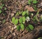 NORMAL OR MOIST CONDITIONS SHADE WILDFLOWERS BLOODROOT Sanguinaria canadensis Bloodroot is found in deciduous woodlands, and is an appropriate plant for sloping areas such as ravines, bluffs and