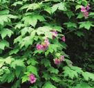 NORMAL OR MOIST CONDITIONS SHADE SHRUBS PURPLE FLOWERING RASPBERRY Rubus odoratus Purple Flowering Raspberry is found in cool, shaded ravines, rocky woodlands, deep coves, along the woods edge and