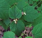 NORMAL OR MOIST CONDITIONS SHADE SHRUBS MAPLE-LEAVED VIBURNUM Viburnum acerifolium Maple-leaved Viburnum is found in floodplain forests, dry wooded slopes, mixed deciduous forests and wooded ravines.