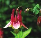 ADAPTABLE PLANTS FOR ALMOST ALL CONDITIONS WILDFLOWERS WILD COLUMBINE Aquilegia canadensis Wild Columbine is found in dry to moist forests, rock barrens and on cliffs.