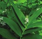 ADAPTABLE PLANTS FOR ALMOST ALL CONDITIONS WILDFLOWERS STAR-FLOWERED SOLOMON S SEAL Maianthemum stellatum (Smilacina stellata) Star-flowered Solomon s Seal is found in moist rich forests and swamps,
