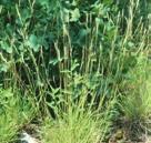 ADAPTABLE PLANTS FOR ALMOST ALL CONDITIONS GRASSES POVERTY OAT GRASS Danthonia spicata Poverty Oat Grass is found in dry, upland woods and forests, upland prairies, old fields, eroded pastures and