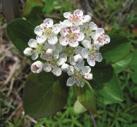 ADAPTABLE PLANTS FOR ALMOST ALL CONDITIONS SHRUBS CHOKEBERRY Aronia melanocarpa Chokeberry is typically found in wet thickets, on creek banks, swampy lands, dry thickets, cliffs, clearings and in wet