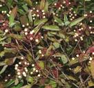 Chokeberry should be planted in full to partial sun where there is very poor to moderate drainage. Chokeberry is a small, multi-stemmed shrub that reaches 2 m tall and spreads into broad thickets.