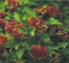 ADAPTABLE PLANTS FOR ALMOST ALL CONDITIONS SHRUBS NINEBARK Physocarpus opulifolius Ninebark is found on rocky or sandy creek banks, along lakeshores, ponds and seepage areas, and in bogs.
