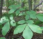ADAPTABLE PLANTS FOR ALMOST ALL CONDITIONS TREES SHAGBARK HICKORY Carya ovata Shagbark Hickory grows best on dry slopes and upland flats with moderately poor to good drainage.