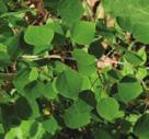 ADAPTABLE PLANTS FOR ALMOST ALL CONDITIONS TREES TREMBLING ASPEN Populus tremuloides Trembling Aspen will thrive in most soils.