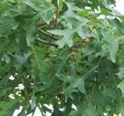ADAPTABLE PLANTS FOR ALMOST ALL CONDITIONS TREES WHITE OAK Quercus alba White Oak grows on dry slopes and upland flats. It tolerates dry but prefers moist sites and is intolerant of flooding.