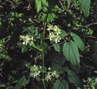 ADAPTABLE PLANTS FOR ALMOST ALL CONDITIONS VINES VIRGIN S BOWER Clematis virginiana Virgin s Bower is found in swamps, on cliffs, in forests, roadside swales, thickets, woods edge, etc.