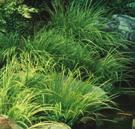 AQUATIC PLANTS SWEET FLAG Acorus americanus Sweet Flag is found in swamps, marshes, and on banks of slow-moving rivers.
