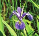 AQUATIC PLANTS BLUE FLAG IRIS Iris versicolour Blue Flag Iris is found in wet to moist black soil prairies, sunny floodplains along rivers, edges of ponds and lakes, swamps, fens, bogs and ditches.